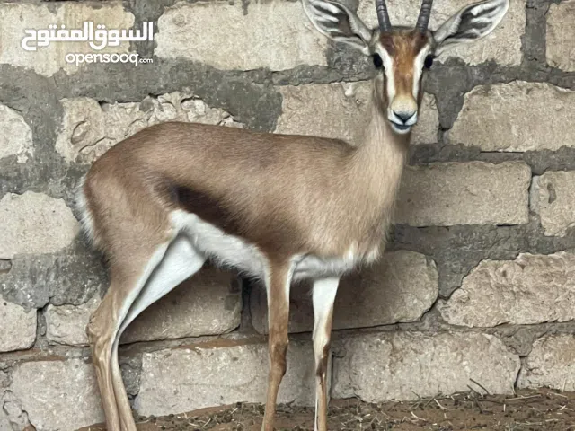 انتي غزال للبيع