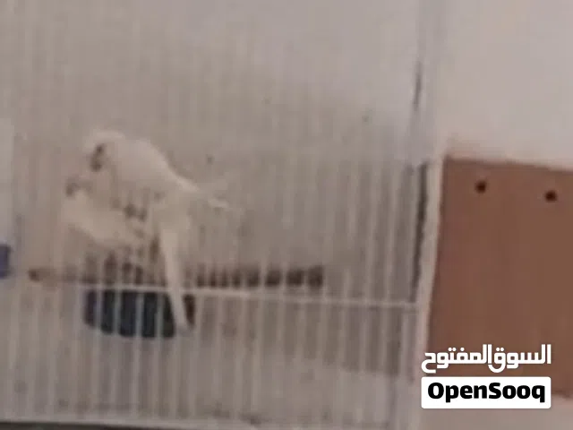 كوبيا البينو