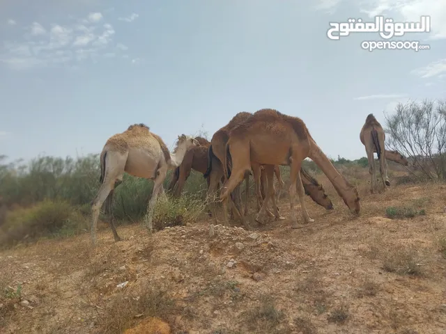 أبل سوداني لبيع السعر من 4800 الي 5200