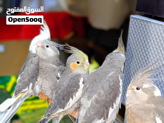 طيور كوكتيل مدربة