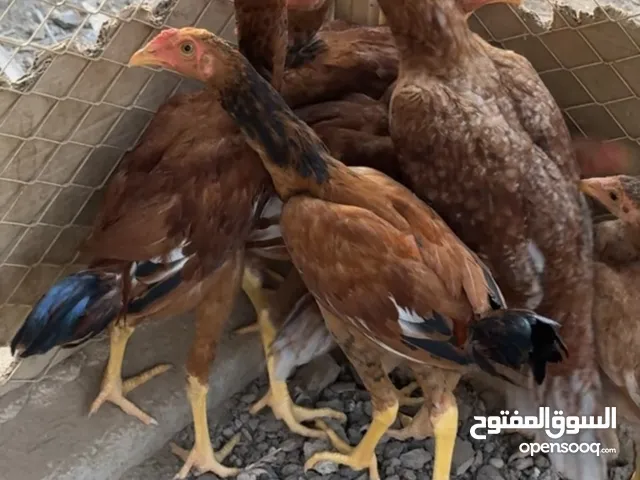 دجاج باكستاني للبيع