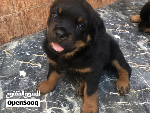 جرو للبيع بالمحمدية المغرب