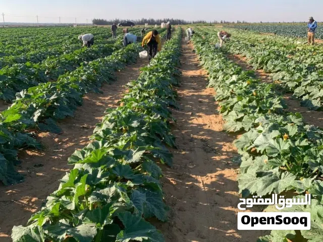 Farm Land for Sale in Fayoum Tamiya