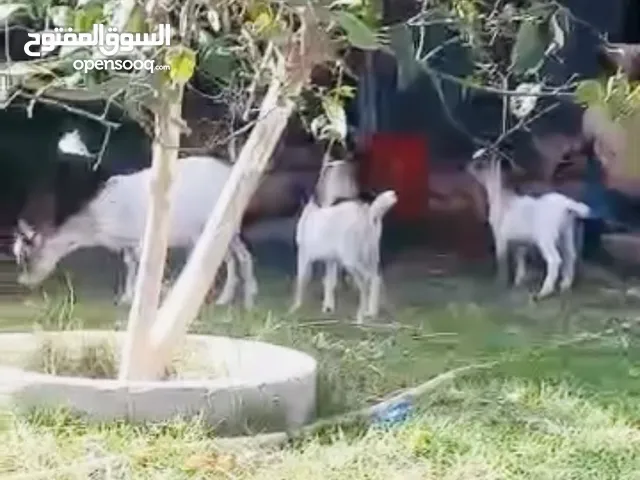 البو والام وتحتها زوز وعوشرة فجديد