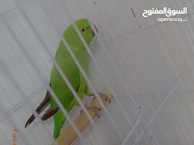 دره حبه مرتبه واليفه لعوب