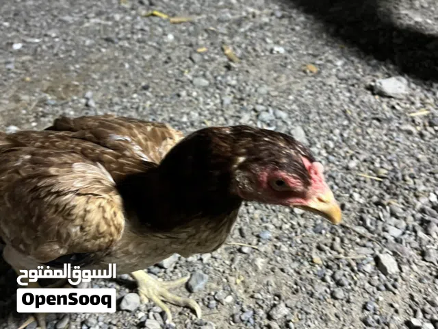 بياع دياي ودجاج