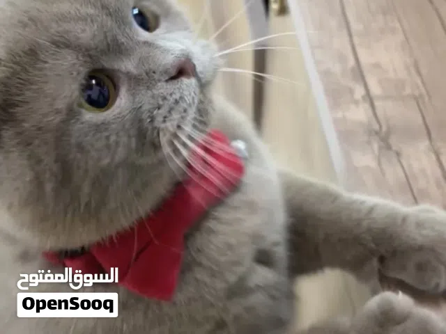 سكوتش فولد للتبني