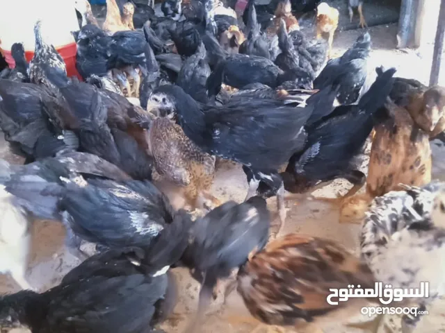 السلام عليكم موجود فراخ بلدي بندوق باكستاني سعر الحبه 175 دينار وخمسه وسبعون قرش حبات نضاف ماخذات كل