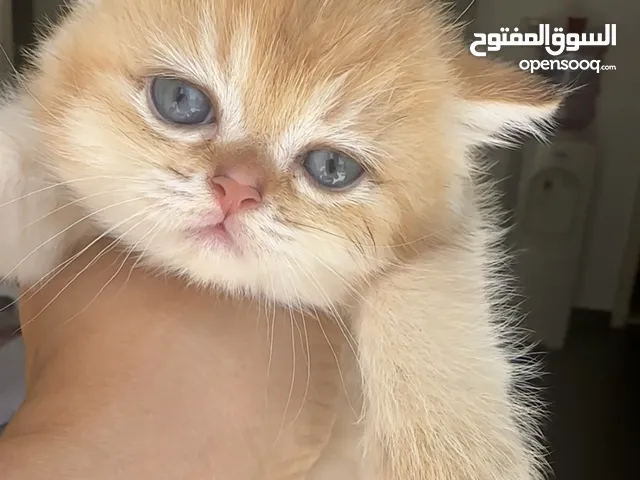 British chinchilla kittens for adoption
