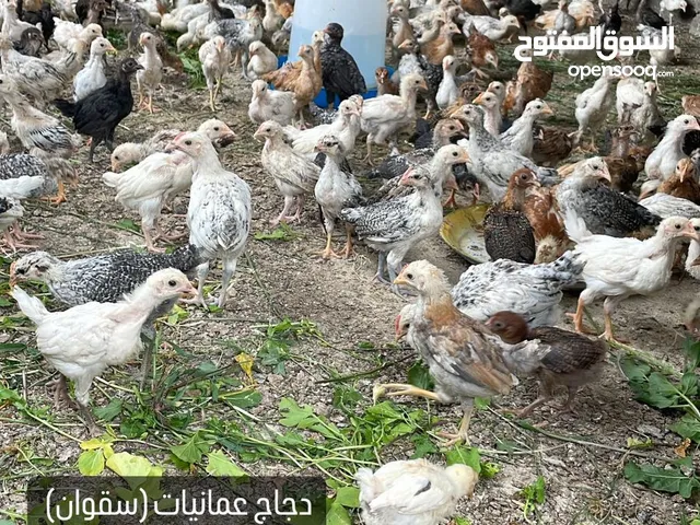دجاج عماني ( سقوان )