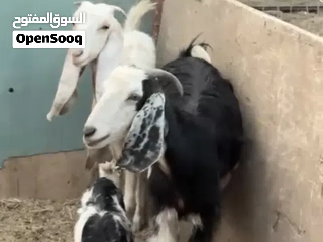 صخول عادي وافغاني وشامي البيع
