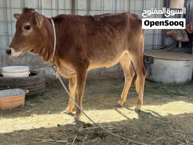 عجلة  للبيع