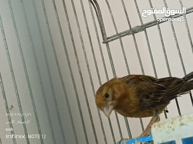 طيرتين كنار للبيع اقرا الوصف