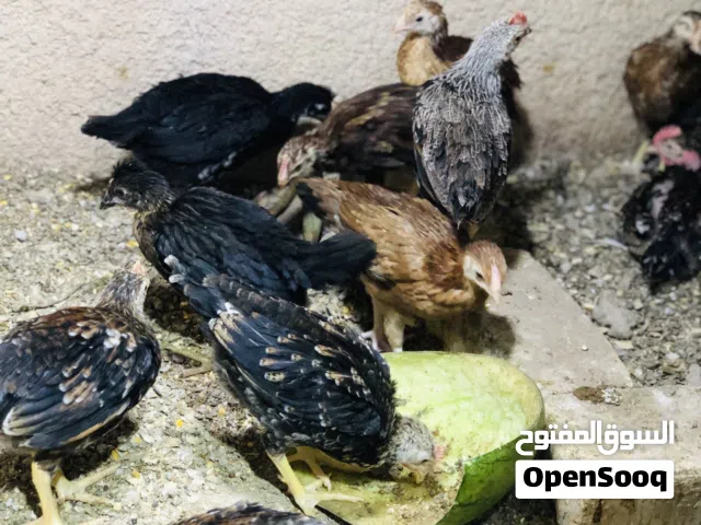 دجاج كويتي افراخ
