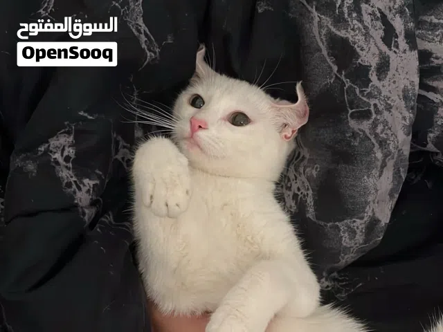 قطه للبيع نوع شيرازيه