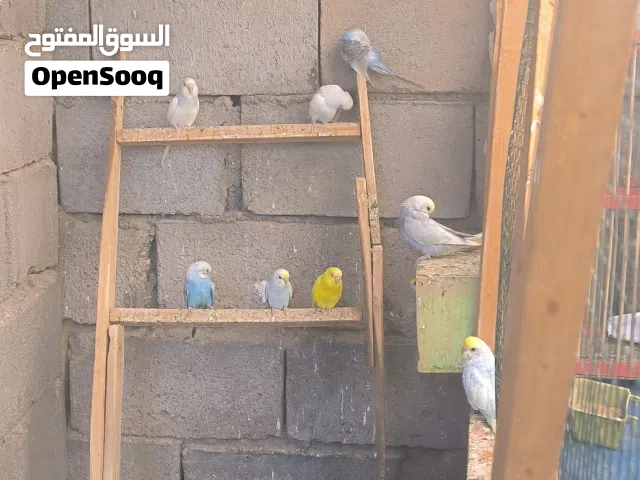 طيور حب 20 تك بيهن ريمبو وبيهن موف وعاديات وهولندي للبيع العادي ب 10 والريمبو 15 شوف الوصف