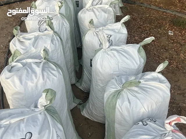 بذر قت عماني للبيع