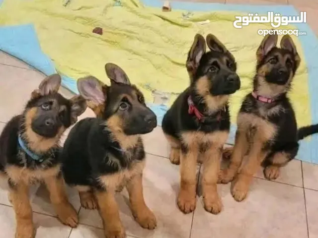 German Shepherd puppies