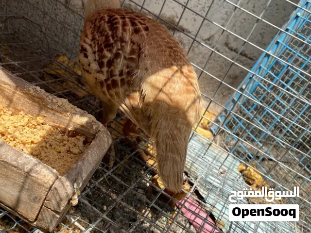 سمان البكستاني