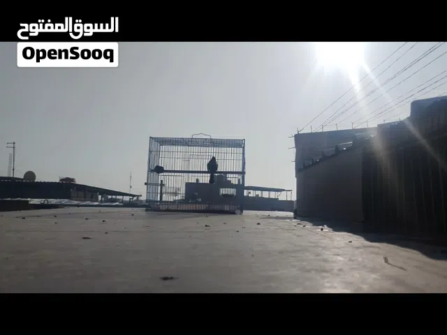 بلبل خام صيد جديد راسلني ادزلك تغريده ب20 بدون قفص