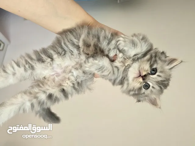 ذكور سكوتش بيور لهواه التميز
