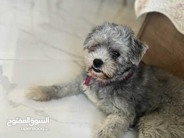 شيتزو للتبني Dog for adoption