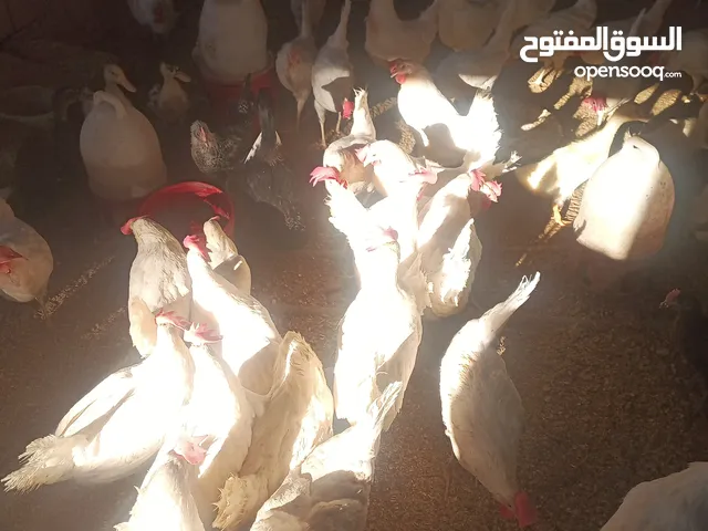 دجاج بياض العمر 8شهور 25 بيضه يومي