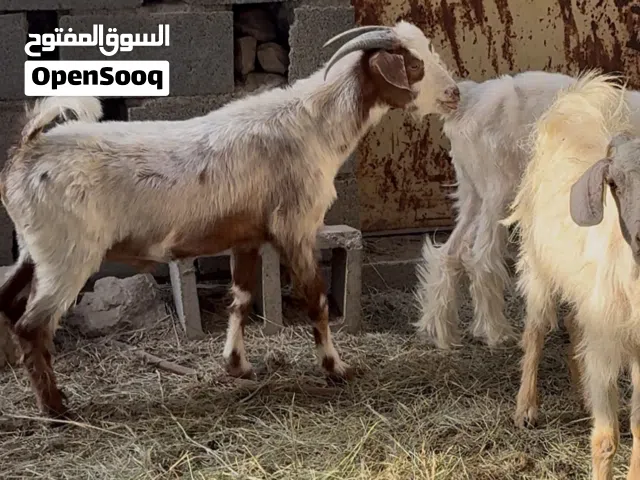 تيوس فحول حارررر