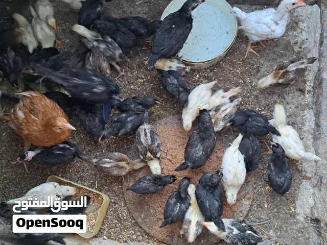 50 صوص دجاج بلدي عمري شهرين للبيع