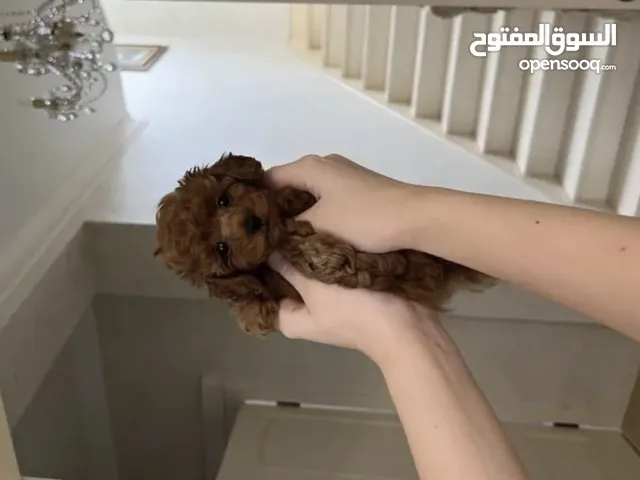 بودل تي كب مستوايات