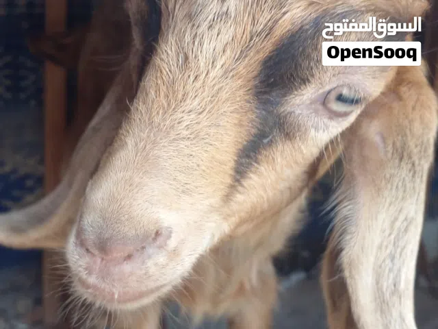 ماعز ذكر صغير