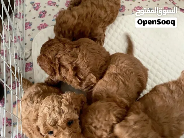 7weeks Poodle puppy