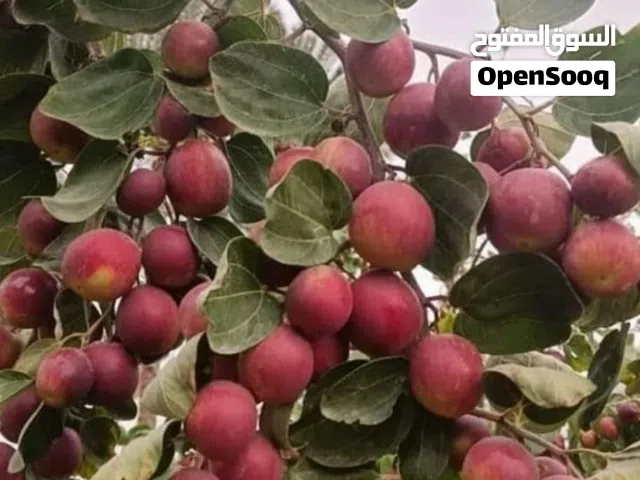 جاهز لتطعيم أشجار السدر الكبيرة والصغيرة