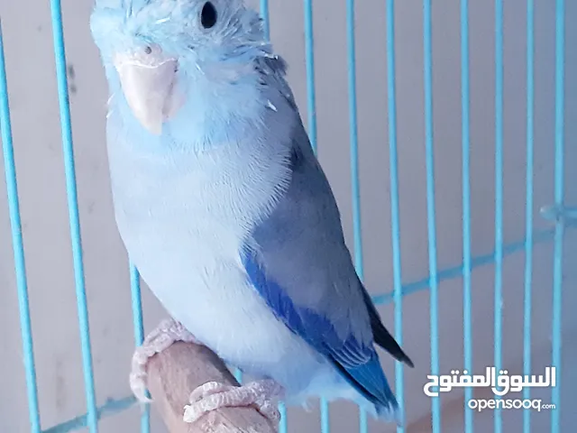 parrotlet adult male