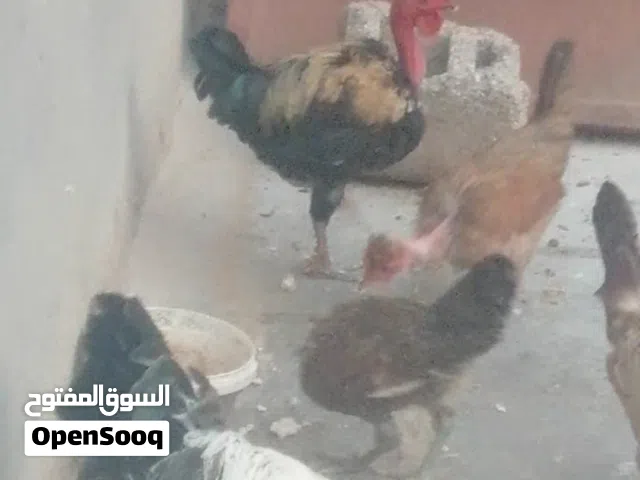 دجاج ابو ركيبه 6