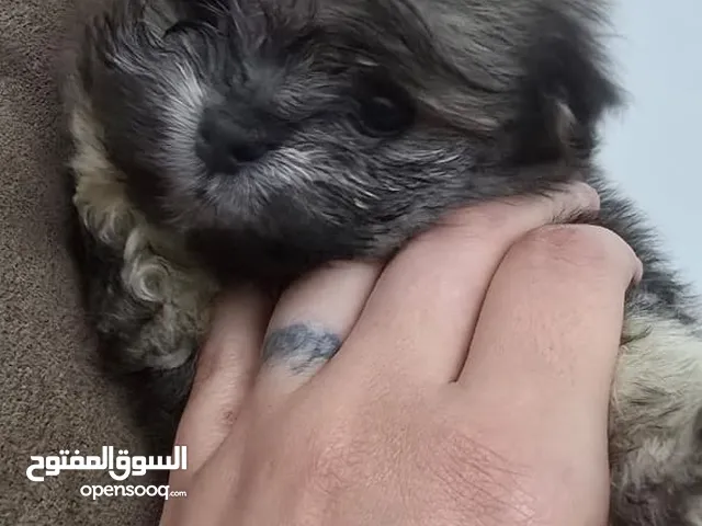 عرض لمدة يوم كلب مالتيز في الامارات العمر شهر بألون مختلفة Maltese