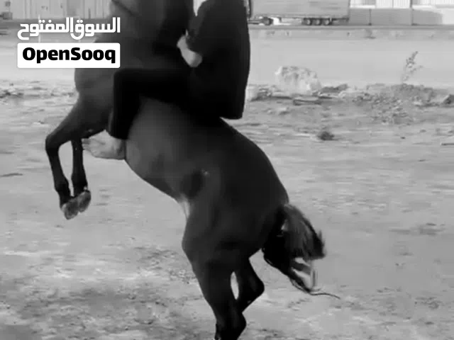 حسان مصري واهو للبيع