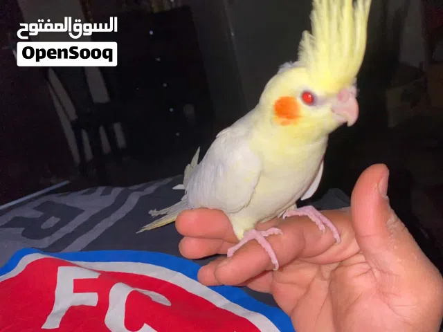 طائر كوكتيل لاتينو أليف (عين حمره)