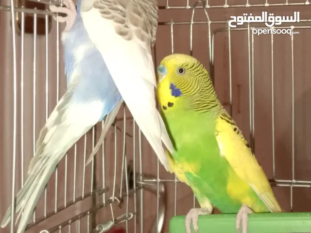 كوبيا باقالينو للبيع
