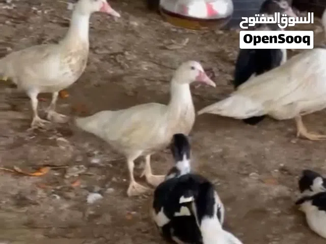 بط مصري منتج للبيع