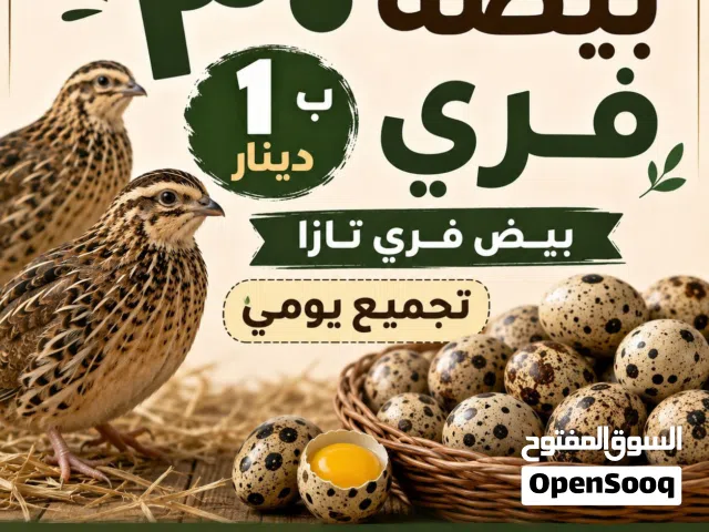 متوفر بيض فري تازا تجميع يومي