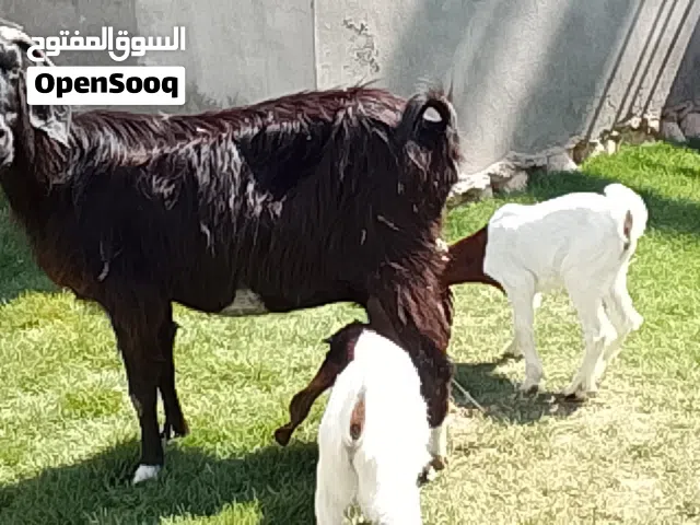 عنز توميه الله يبارك