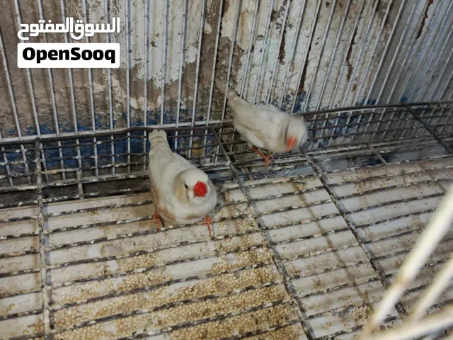 مطير جنه الفيديو بموجود جواز شغال تحتها فراخ وبيض ومخاليف