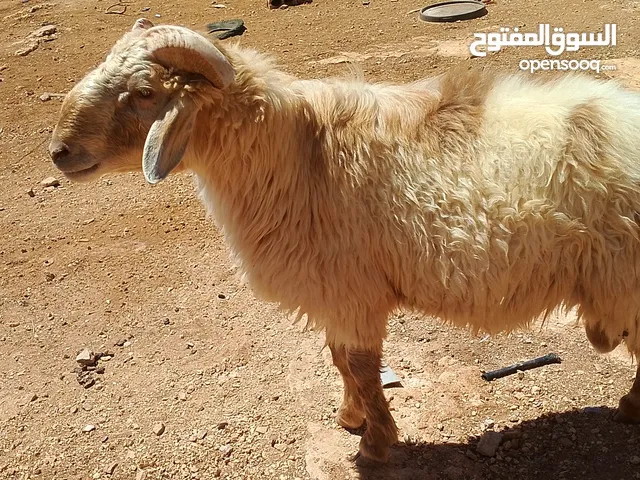 كبش ثني مقنوي ولحم الشراء يرن والي مو شرا يكسب الصلاة على النبي