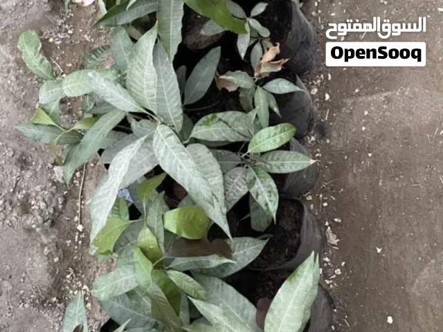 شتلات مانجو عماني من البذر ،،غير مركب