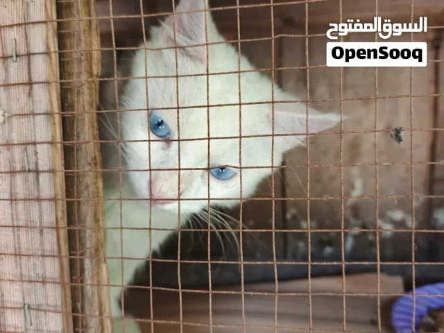 قط شيرازي لون ابيض