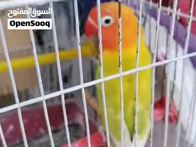 قص فيشر بدايه شغل فرد ذهبيات و اسبلت اوبلاين فايلوت