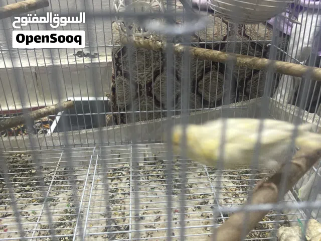 للبيع زوج كناري ايراني وذكر