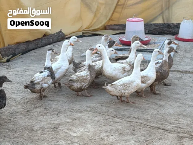 بط للبيع على 3.2 ربال