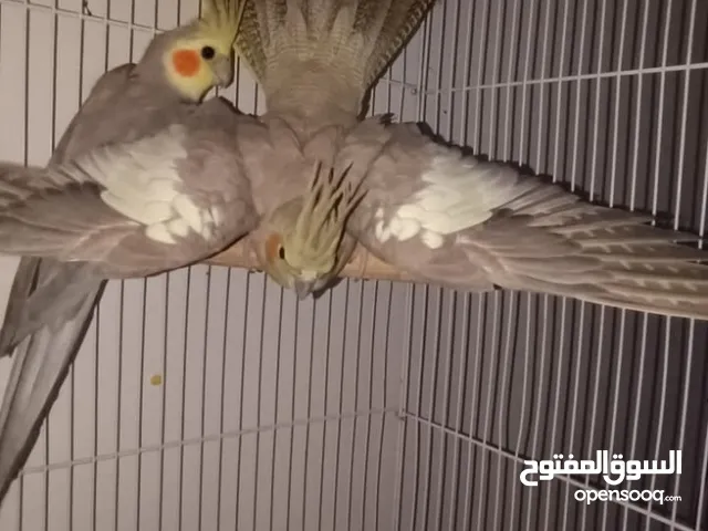 طيور كوكتيل